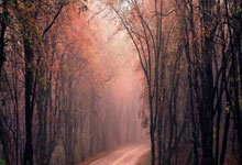 网球——墨西哥公开赛：兹韦列夫无缘八.